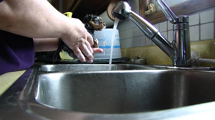 3-28-12 Puppy Bath 3 (26 days old)