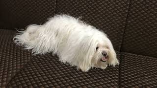 Lhasa Apso pets #lhasaapsodog #puppy #dogbreed #lhasalovers #cute #dog #dogtype