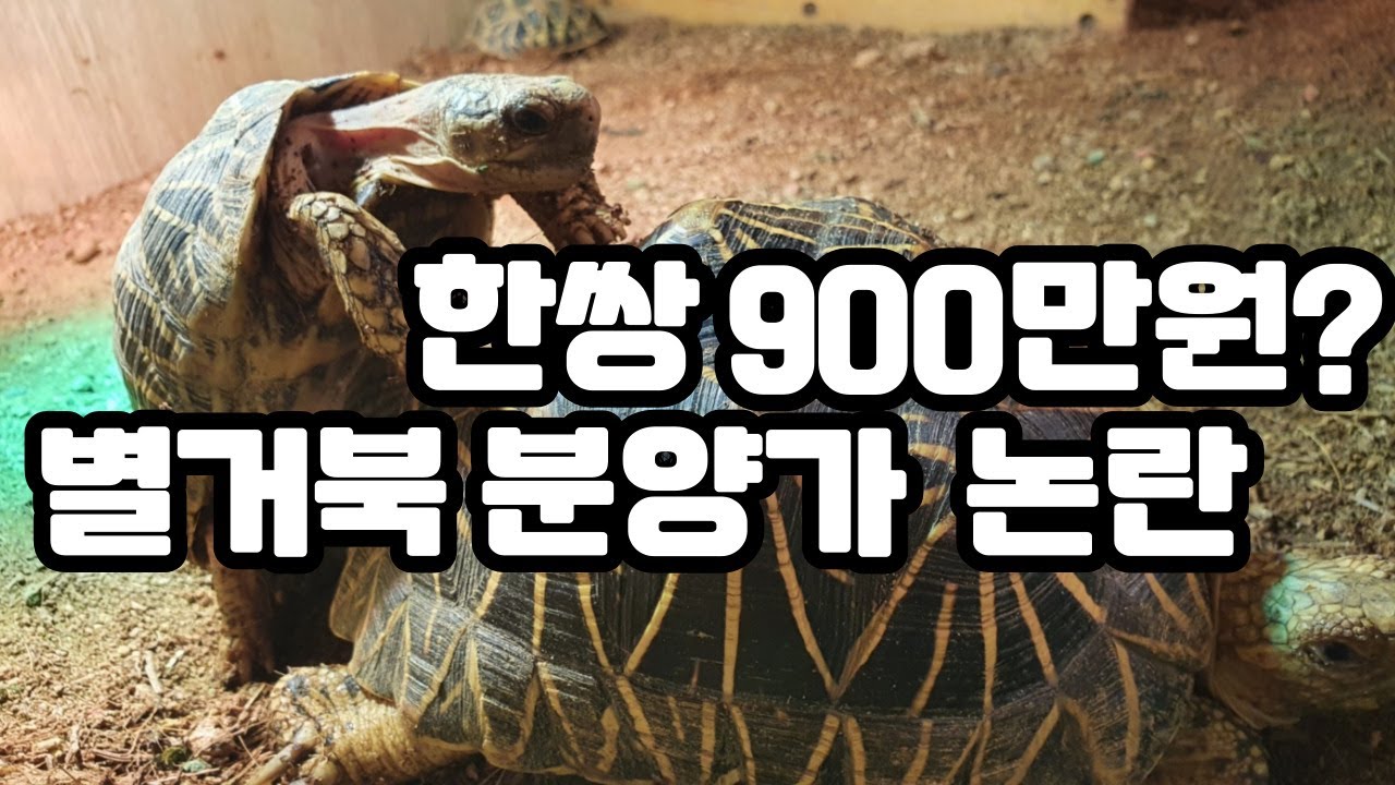 비트코인 같은 별거북 분양가 논란!! 지금이라도 데려와야 되나요?