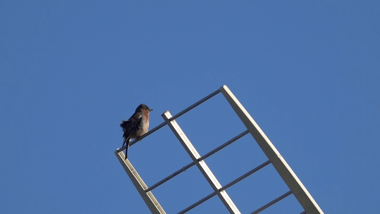 Fringilla coelebs / Common chaffinch : cleaning & singing