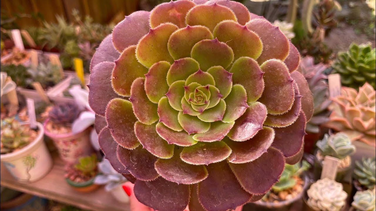 SUCULENTAS PROTEGIDAS NO VERÃO. SAIBA PORQUE DEVEMOS PROTEGER AS SUCULENTAS DO SOL FORTE DO VERÃO. 