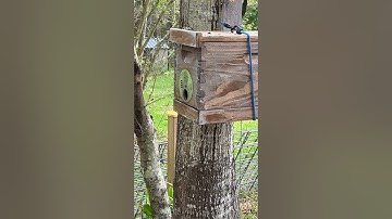 Scout bees checking out the swarm trap March 8, 2023!