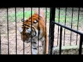 Tigers fighting- Amazing | FULL HD