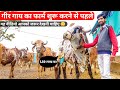 गिर गायों की डेयरी फार्मिंग कर रहे हैं मध्यप्रदेश में |Samradi gir dairy farm Madhya Pradesh, India