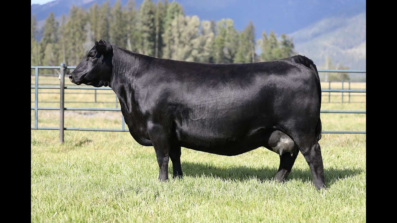 Madame Pride 9838 - Reference Dam