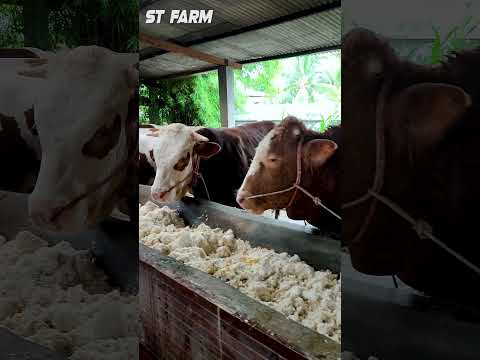 Video: Bisakah sapi diberi tip?