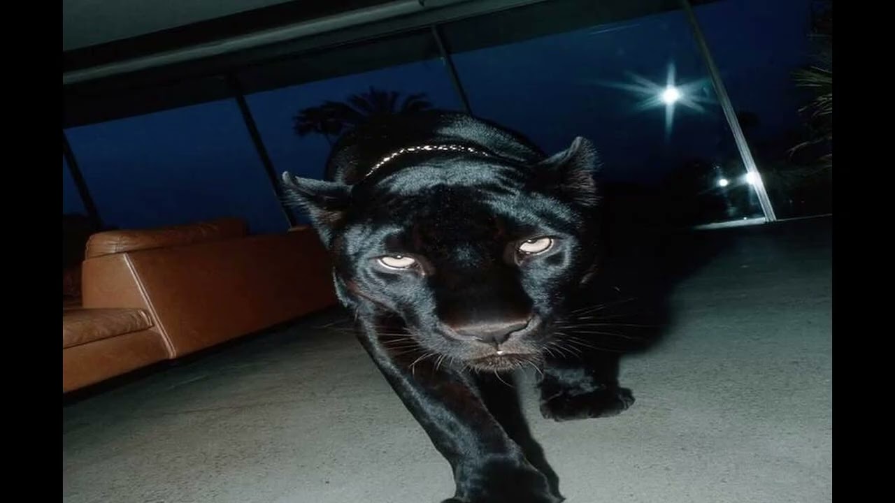 *FREE* Playboi Carti x Pierre Bourne Type Beat - 