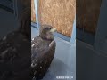 気分転換と運動のため入院棟の廊下に出していた終生飼育のオジロワシ。帰る時間が迫っているのに自分の部屋に帰ろうとしないため、口笛を吹いて合図をすると、仕方ないなぁとばかりに早足で戻っていった。