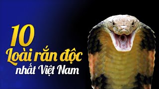 10 Loài Rắn Độc Nhất Việt Nam Bạn Hãy Tránh Càng Xa Càng Tốt