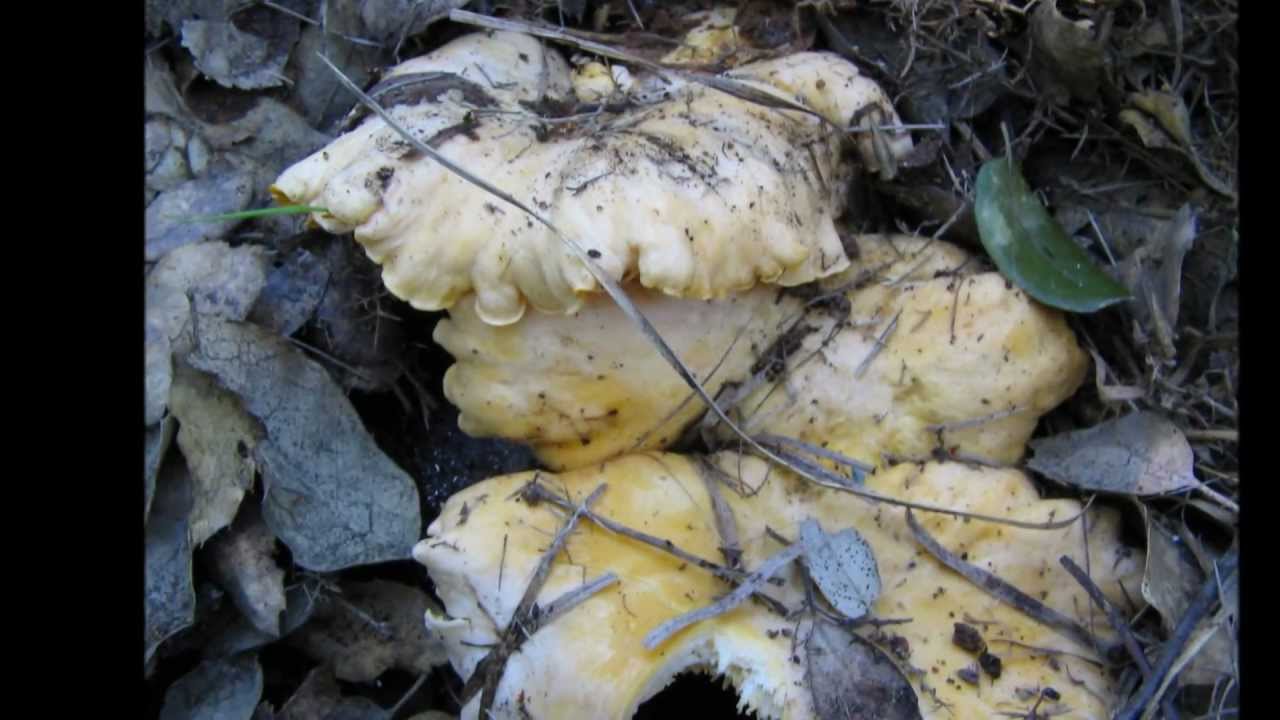 Canharellus Cibarius Son muy grandes son preciosas.