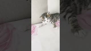 arkadaşlar yeni kedim nasil yavru kedi bunun anneside var annesinide aldık👍