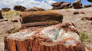 Petrified Forest National Park