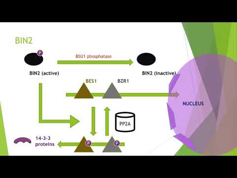 Video: Brassinosteroidų Perprodukcija Pagerina Lignoceliuliozės Kiekį Ir Kokybę, Kad Būtų Maksimaliai Padidintas Bioetanolio Derlius Vykdant žaliosios Biomasės Procesą Transgeniniame Tuop