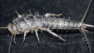 🌟 Dive into the fascinating world of silverfish! ✨