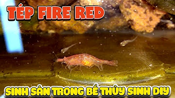 Tép Fire Red sinh sản trong bể thủy sinh DIY ( Reproductive shrimp ) | Văn Hóng