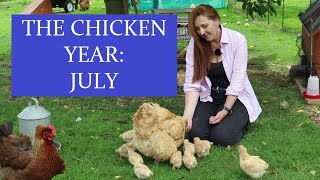 The Chicken Year Month by Month: July