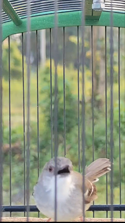 CIBLEK BETINA GACOR, CIBLEK BETINA MEMANGGIL JANTAN