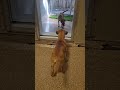 Cinnamon video
