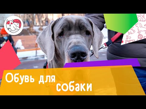 Как выбрать обувь для собаки: 5 советов