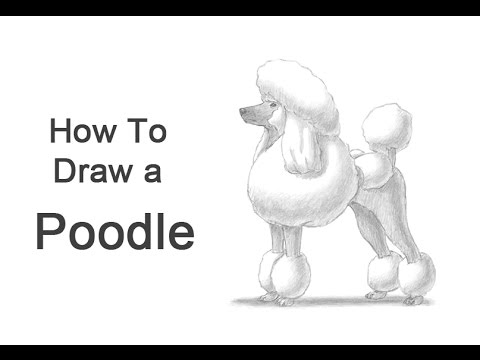 how to draw a poodle step by step  Poodle drawing, Dog drawing simple,  Cartoon dog drawing