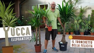 Yucca Come Si Coltiva La Yucca Elephantipes, Il Tronchetto Della Felicità In 2 Minuti