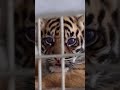 Zoo welcomes two Sumatran tiger cubs #shorts
