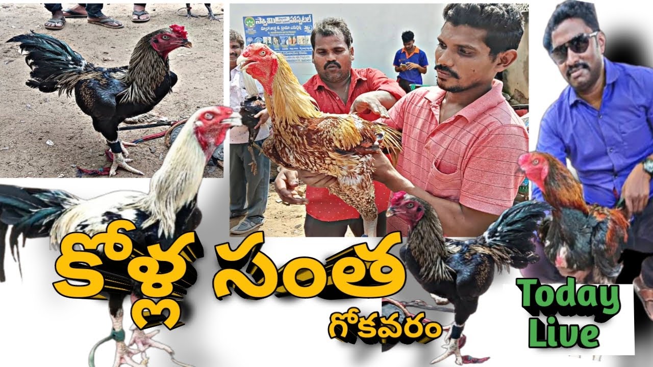 గోకవరం సంత నాటు కోళ్ళు & పుంజుల పేర్లు వాటి ధరలు | 29/09/2025 |Country Chicken & Chicks Rates 