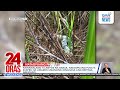 15-anyos na babae, natagpuang pugot; suspek na gumahasa umano, arestado | 24 Oras Weekend