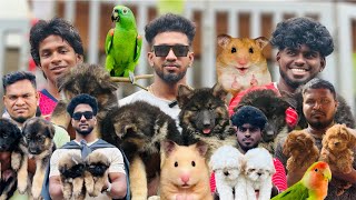 Pets Vlog In Chennai Dogs Birds Cats And Exotic Animals Pets Market 6Am To 11Am