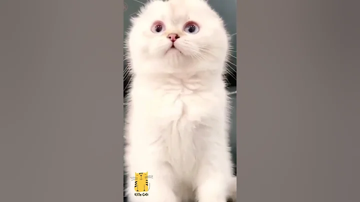 Video 11745421: funny cats kucing pet, cat cute kittens adorable, cute cats smiling