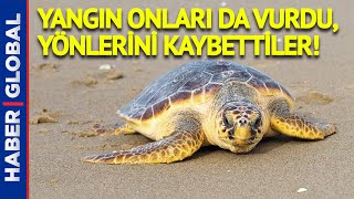 Yangın Nedeniyle Yavru Carettalar Yönünü Kaybetti!