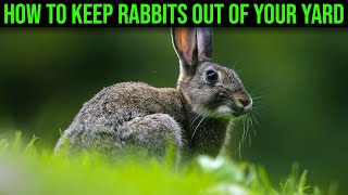 How To Keep Rabbits Out of Your Yard - (Quick & Easy)
