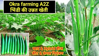 Okra farming | Bhindi ki kheti | भिंडी की उन्नत खेती | Lady finger | Hybrid Seeds | Okra Vegetable