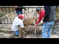 Deer rescued from security gate