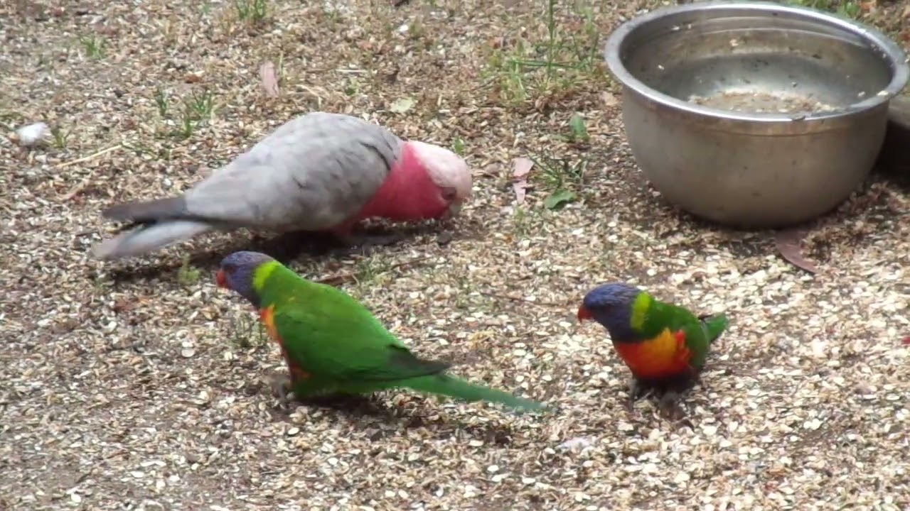 Backyard Birds In Canberra - Rainbow Lorikeets & Galahs @ Kambah, 2025.