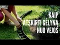 Kaip atskirti gėlyną nuo vejos / Apželdinimo kursai Geltonas Karutis