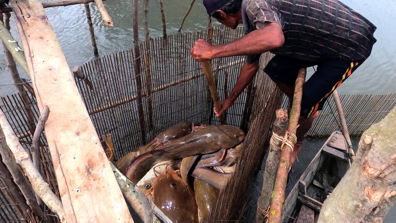 Рыбалка захватывающая. Рыбу ловят очень легко, используя только бамбуковые ловушки.