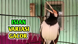 Jalak Suren GACOR Full Isian Variasi Langsung Bongkar Isian Mewah Jalak Suren Pasti Ikut Bunyi GACOR