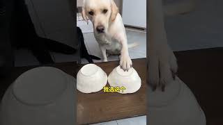 Giving My Idiot" Friends a Zoo Tour (Big Mistake)​Animals vs. Humans The Animals #shorts #usa #viral