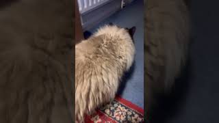 love This cat shortsfeed trending catlovers shorts