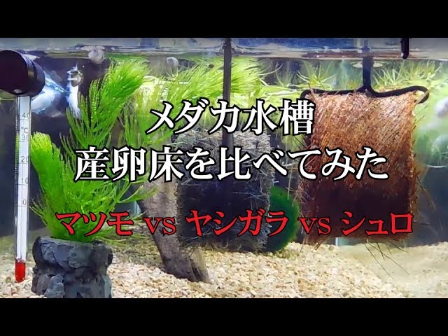 メダカ水槽 繁殖用産卵床を比べてみた Youtube