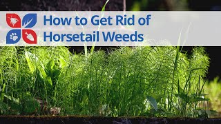 How to Get Rid of Horsetail | DoMyOwn.com