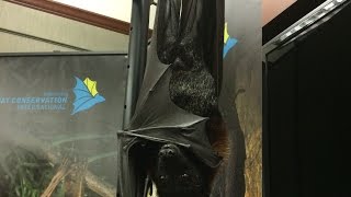 Meet live bats for #BatWeek