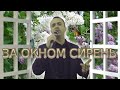 За окном сирень Виктор Королёв кавер За окном сирень Виктор Королёв кавер