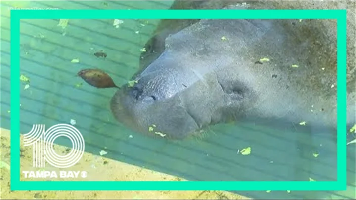 Wildlife experts renew rescue efforts as manatees continue to die off at record rates