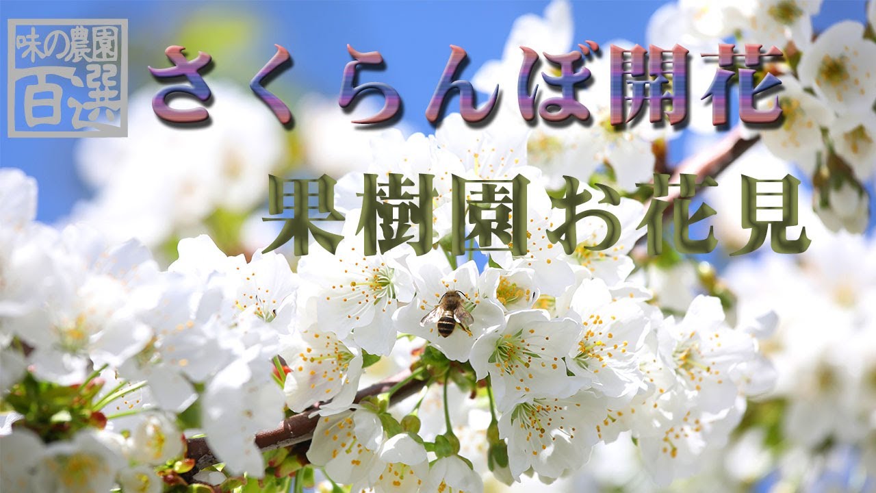 春 満開の果樹園から sakuranbo flower ajinonoen voice - YouTube