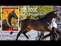 305.000€ für Rheinglanz (v. Helium) 🤩 | Preisspitze 💸 | 58. Trakehner Hengstmarkt