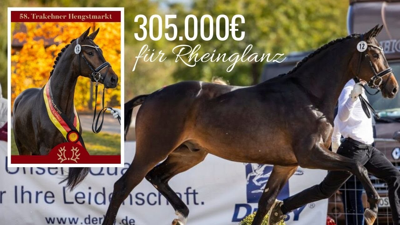 305.000€ für Rheinglanz (v. Helium) 🤩 | Preisspitze 💸 | 58. Trakehner Hengstmarkt