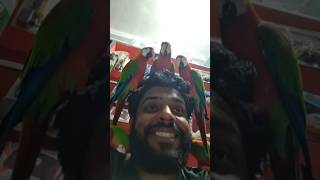 Parrots Attacking My Head! Hilarious Chaos 🦜😱 #shadow