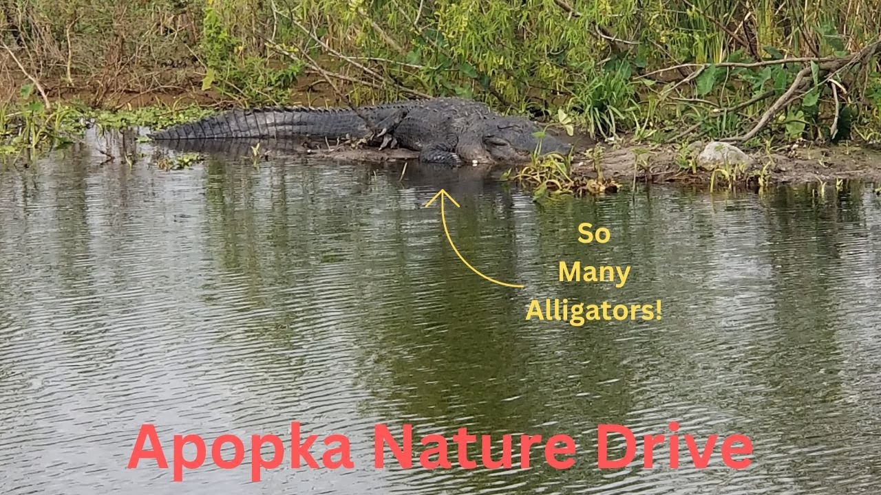 Lake Apopka Wildlife Drive in Central Florida// Free Activity!